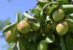 Olio di Jojoba - Il Prodotto Perfetto Per Tutti i Tipi di Pelle e Capelli