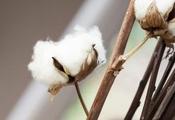 Olio di Semi di Cotone per i Capelli: Riparazione Completa