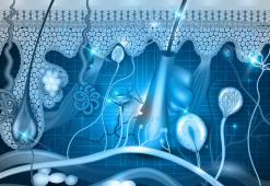 Anatomia dei Capelli. Parte 1: struttura interna e sottocutanea